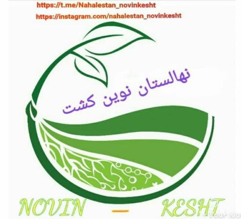 فروش نهال ساری 
